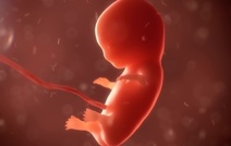 США поддержали генетические эксперименты на эмбрионах человека