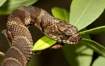 Яд змеи способен вылечить рак?