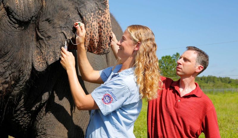 Университет штата Юта - ученые со слонами