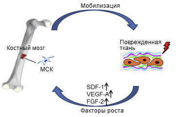 мобилизация стволовых клеток